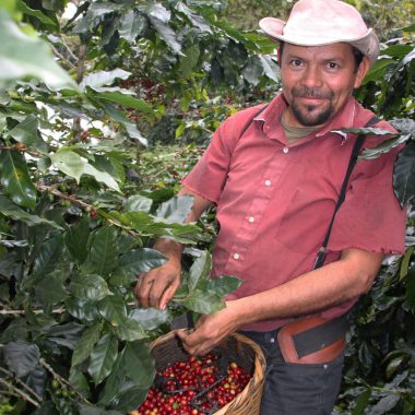 coffee farm worker picking coffee for javataza coffee