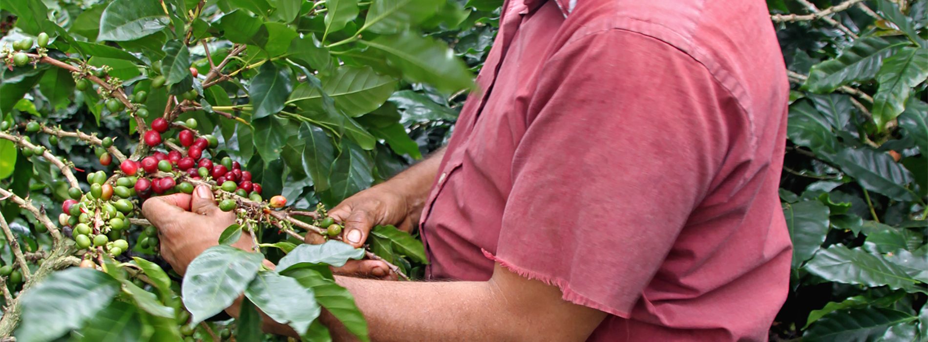 picking ripe coffee cherries for javataza coffee company